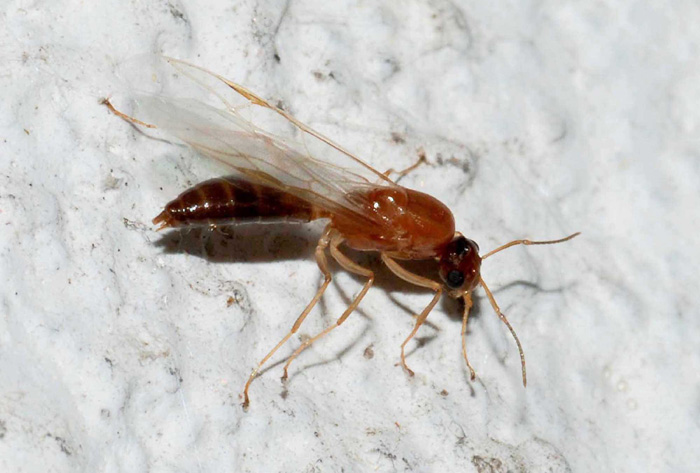 maschio e femmina di Camponutus truncatus